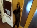 ジャンプの精度が鈍った猫。