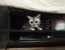 【OLYMPUS PEN】ＴＶ台のなかでもぞもぞ【で撮る】