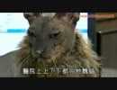 世界で最も醜い猫ちゃん