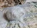 犬「フンスフンス」