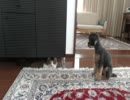 うちの犬と猫は仲が悪い！