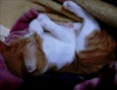 【夜な夜な猫集会】ひたすら爪の手入れをする猫