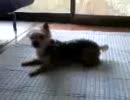 風呂後の俺の愛犬てまり