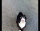 怒った猫を翻訳機にかけたら何かを歌ってた