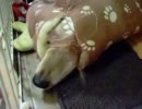 寝床に大きい穴あけて遊んでたのでからかってみた
