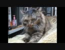 こんごう【金剛型猫】