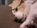 うむ。苦しゅうない、もっと撫でれ。