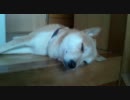【柴犬】いやね、そこ階段【ダンク】