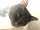 獅子の日々20071125～モナカのお昼寝～