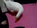 アヒルの芸