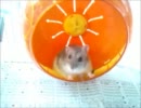 妖艶アクア様がまったりするだけの動画【こっち見んな】