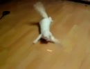 レーザーポインターを必死に追いかけるぬこ