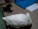 遊びたいけど追い払われる犬