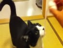 もってくるネコ