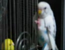 頭ごりごり　セキセイインコさん