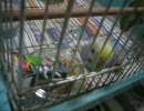 箱をふりまわすインコ