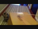 段ボール箱から仔猫の手がチョコチョコ