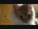 うちのねこの成長日記2