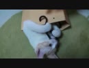 うちの子猫「きなこ」VSワイン用紙袋の紐