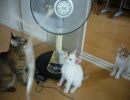 家に子猫がやって来た64～三匹編～