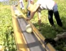 オーストラリア農業日記