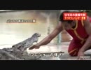 タイ洪水　逃げたワニ捕獲に密着