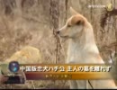 【新唐人】中国版忠犬ハチ公 主人の墓を離れず