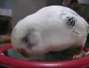 鏡で遊びつつ色々なモノに興味をもつセキセイインコさん。