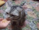 【ぬこ動画】おねだりする猫