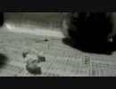 お尻齧りハム＾＾