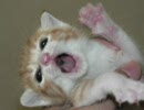【ぬっこぬこに】はじまりのものがたり【してやんよ】