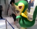 ポケモンセンター横浜よりツタージャ