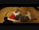 ツンギレのうちの猫がクリスマスにはしゃぐのが超かわいい.