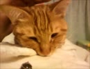 【2011】子猫を保護しました【11月】