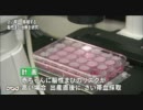 さい帯血で脳性まひ治療研究へ