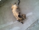 家に帰ると猫が必ずいもむしのふりをしています。