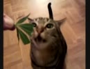 大麻を食べる猫