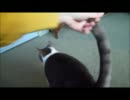【NZ動画】ついてくる猫【in ホスト宅】