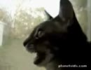 歌うねこ