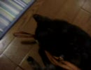 うちの親が拾ってきた子猫