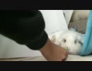 【謎の】うさぎのおやつ【足ダン】