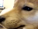 柴犬が家にキタキタ１６