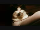 Paul McCartney - No More Lonely Nights