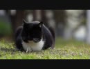 おひるねこ