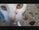 野良ネコさんと遊んでみたかった