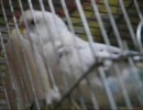 まえにうｐしたのと被ってるかもしれないセキセイインコさんの動画