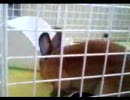 ウサギ独り上手