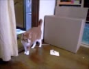 【夜な夜な猫集会】まるで犬の様な猫
