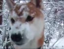 雪まみれで遊ぶ柴犬母娘