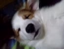 【レン】いびきかいて寝てます